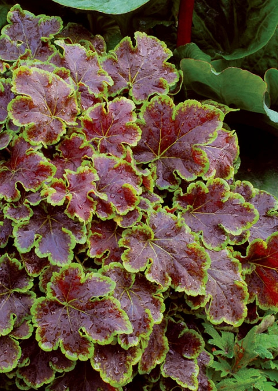 Heucherella 'Solar Eclipse'/ Turbáncső