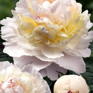 Paeonia lactiflora 'Avalanche'/ Lágyszárú bazsarózsa