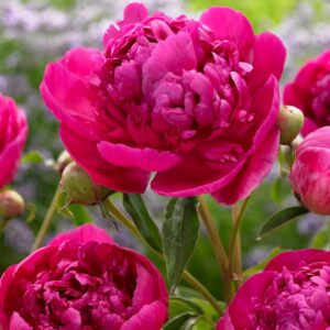 Paeonia lactiflora 'Felix Crousse'/ Lágyszárú bazsarózsa