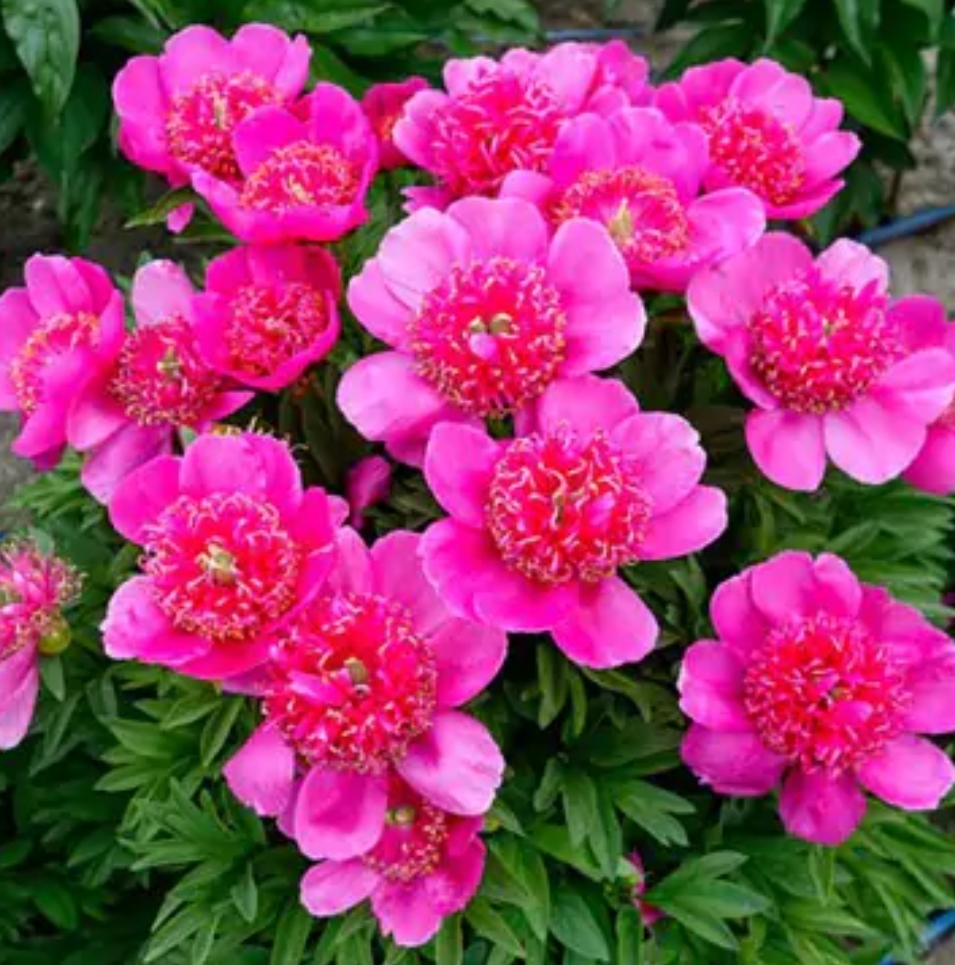 Paeonia officinalis 'Anemoniiflora'/ Lágyszárú bazsarózsa