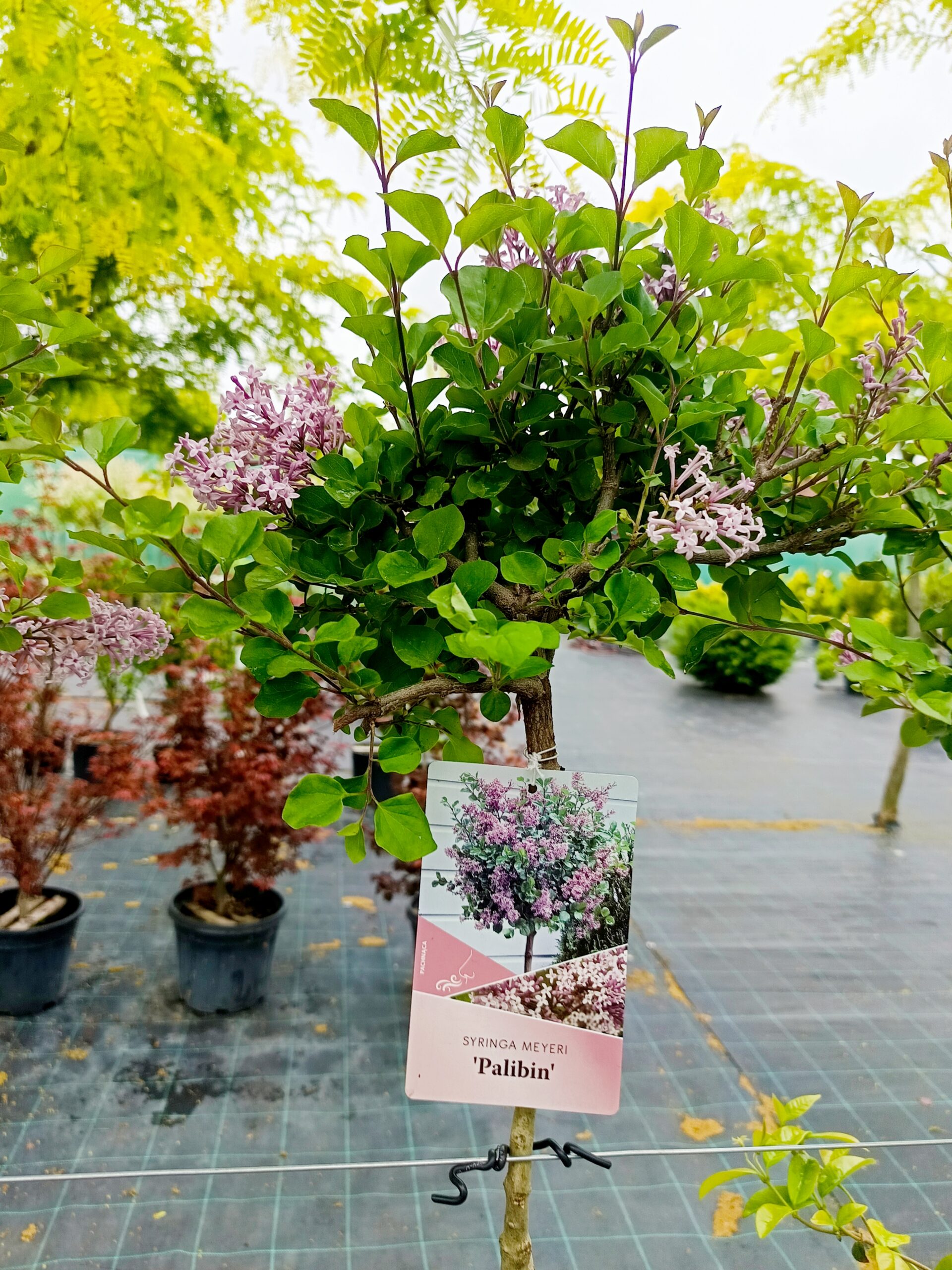 Syringa meyeri 'Palibin'/ Törpe orgona, törzsre oltott
