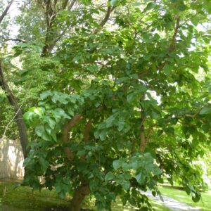 Morus alba 'Spirata'/ Csavart ágú eperfa