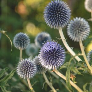 Echinops ritro/ Kék szamárkenyér