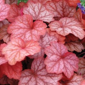 Heuchera 'Georgia Peach'/ Tűzeső (Tűzgyöngyvirág)