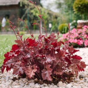 Heuchera 'Northern Exposure Red'/ Tűzeső (Tűzgyöngyvirág)