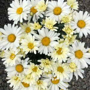 Leucanthemum x superbum 'Madonna’/ Margaréta