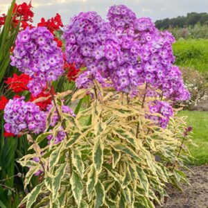 Phlox paniculata 'Olympus'/ Tarkalevelű bugás lángvirág