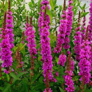 Lythrum hybrida 'Luminara Lilac'/ Réti füzény