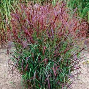Panicum virgatum 'Squaw'/ Vesszős köles