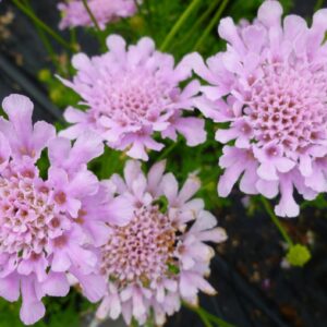 Scabiosa columbaria 'Pink Mist'/ Ördögszem