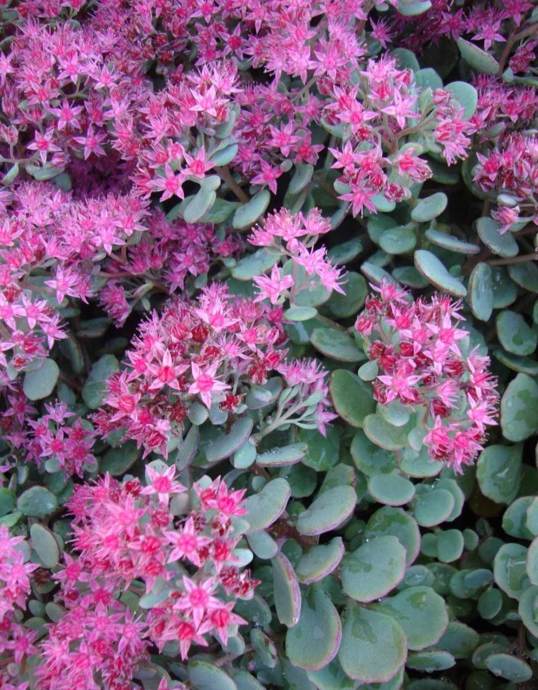 Sedum cauticola 'Lidakense'/ Japán varjúháj - Image 2