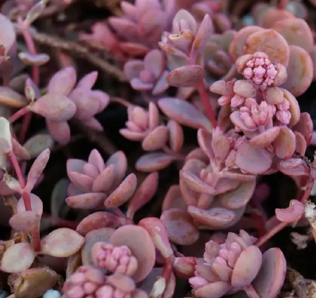 Sedum cyaneum 'Rosenteppich'/ Varjúháj - Image 2