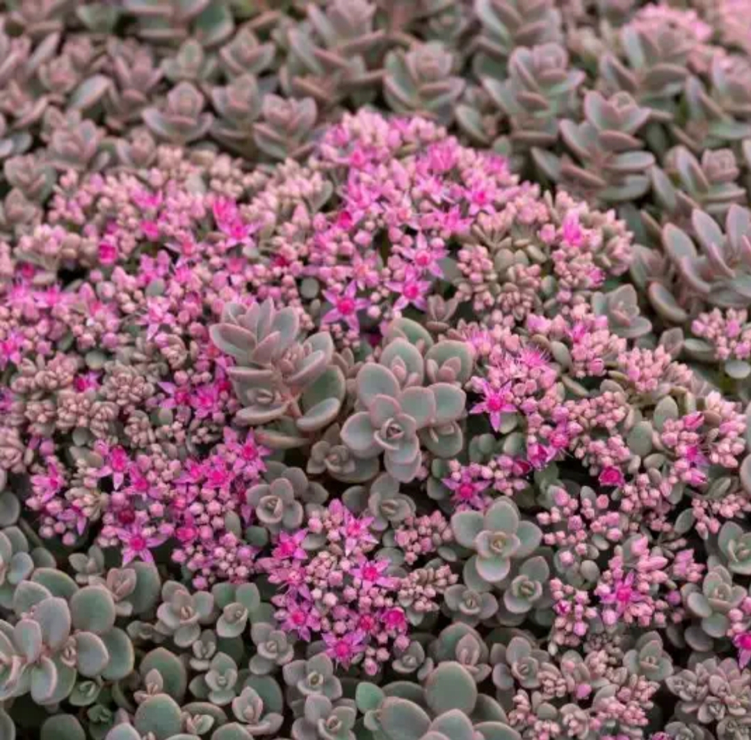Sedum cyaneum 'Rosenteppich'/ Varjúháj