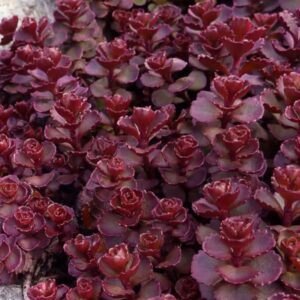 Sedum spurium 'Mahagony Red'/ Varjúháj