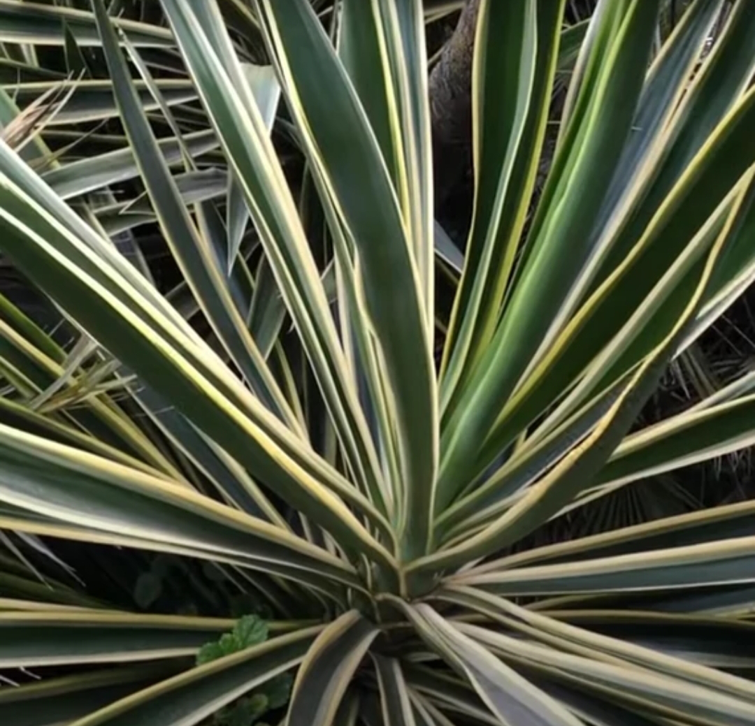 Yucca Gloriosa Variegata/ Tarkalevelű pompás pálmaliliom - Image 2