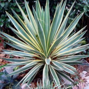 Yucca Gloriosa Variegata/ Tarkalevelű pompás pálmaliliom