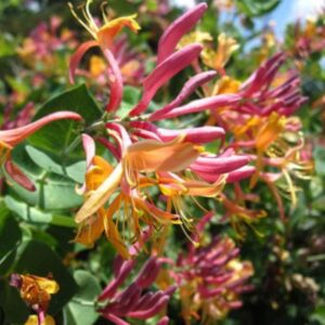 Lonicera heckrotti 'Goldflame'/ Kúszólonc