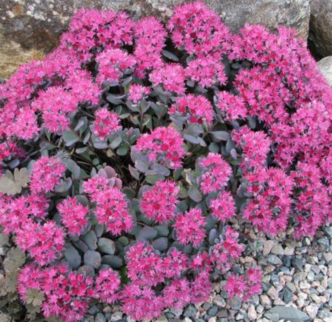 Sedum cauticola 'Lidakense'/ Japán varjúháj