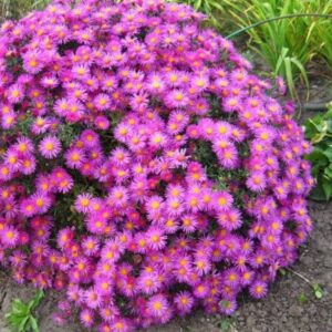 Aster domosus 'Rosenwichtel'/ Törpe őszirózsa