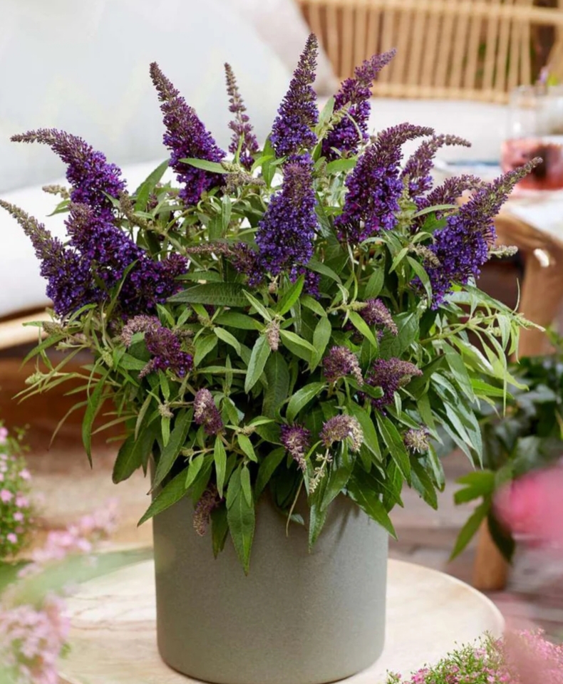 Buddleja 'Butterfly Candy Little Purple'/ Törpe nyári orgona