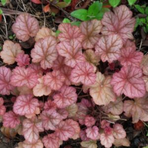Heuchera 'Pinot Gris'/ Tűzeső (Tűzgyöngyvirág)