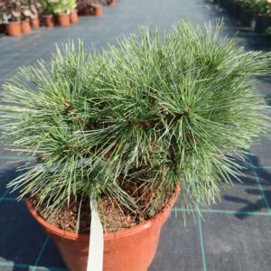 Pinus strobus 'Greg'/ Törpe simafenyő