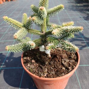 Abies pinsapo 'Aurea'/ Aranylombú andalúziai jegenyefenyő
