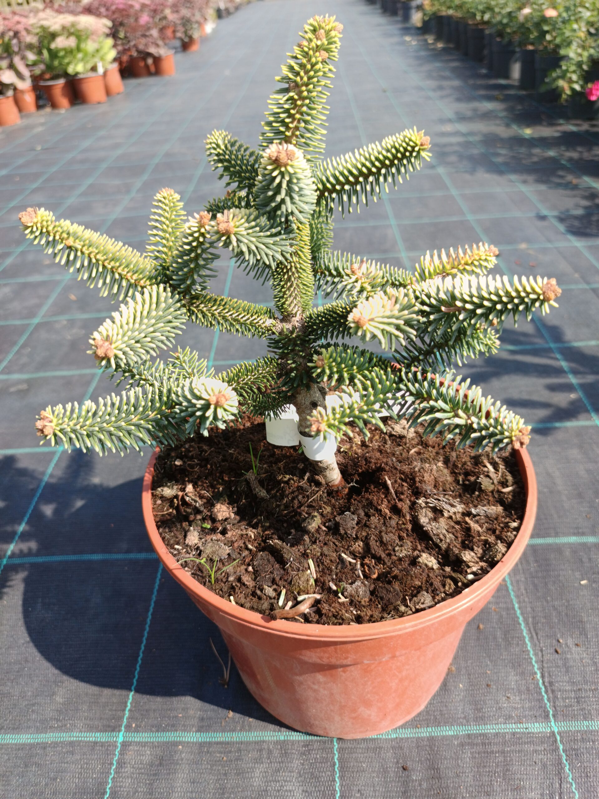 Abies pinsapo 'Aurea'/ Aranylombú andalúziai jegenyefenyő