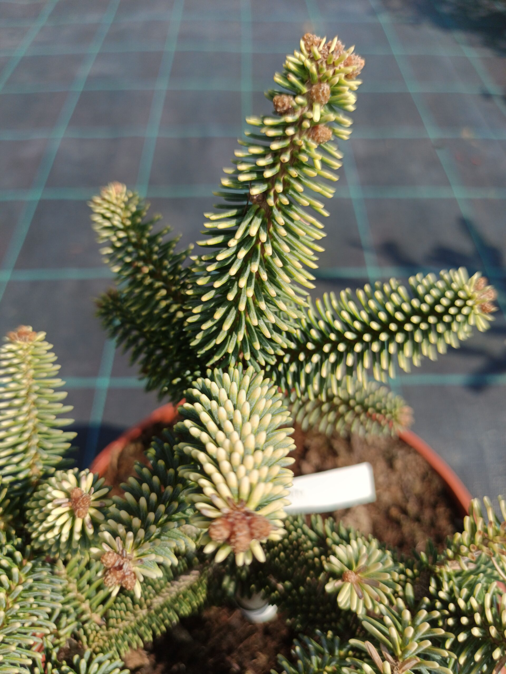 Abies pinsapo 'Aurea'/ Aranylombú andalúziai jegenyefenyő - Image 2