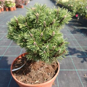 Pinus mugo 'Little Lady'/ Havasi törpefenyő