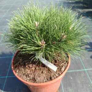 Pinus nigra 'Otto's Compact'/ Törpe feketefenyő