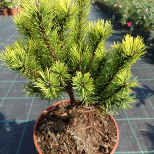 Pinus mugo 'Ophir'/ Havasi törpefenyő