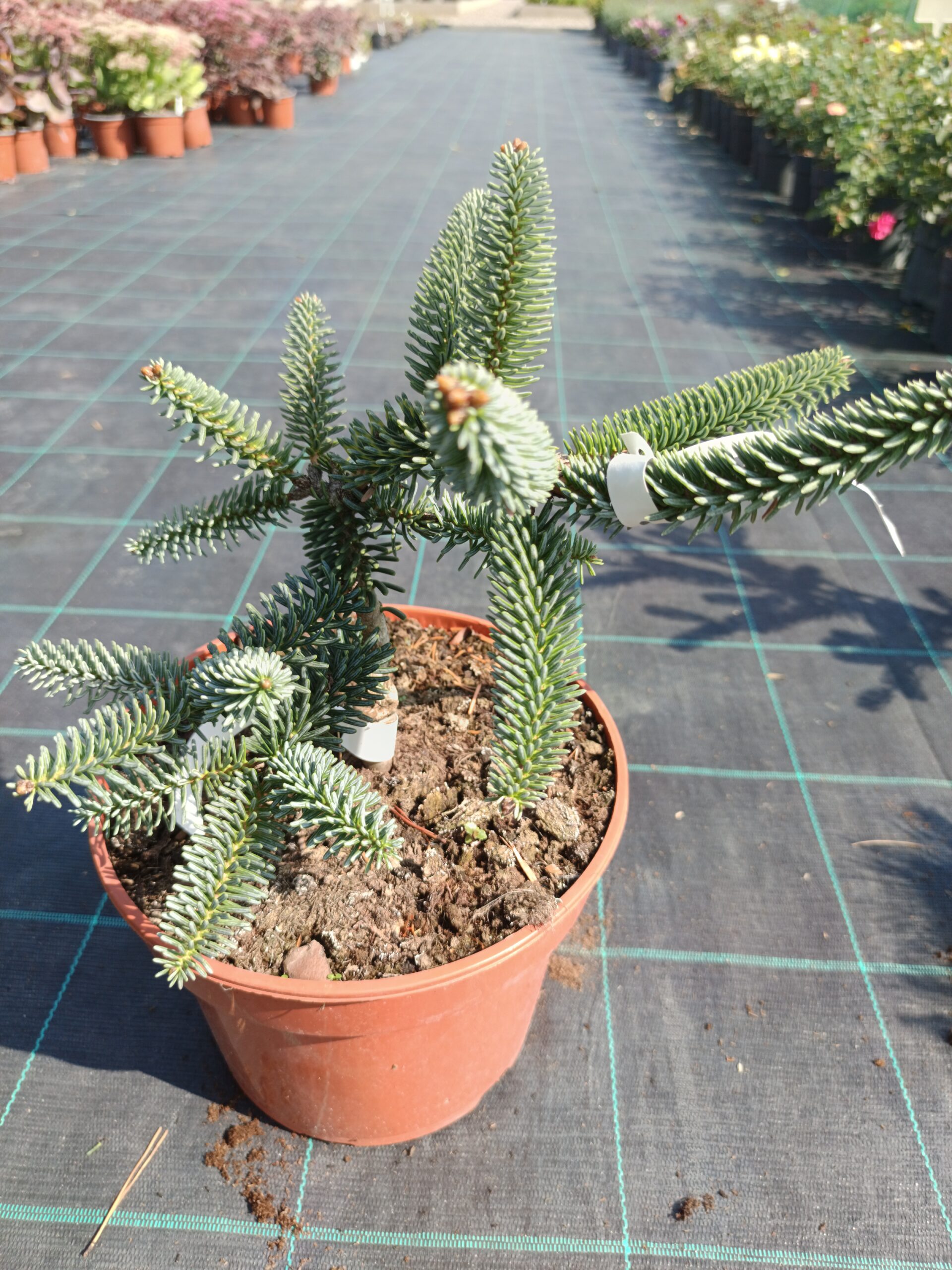 Abies pinsapo 'Kelleris'/ Andalúziai jegenyefenyő