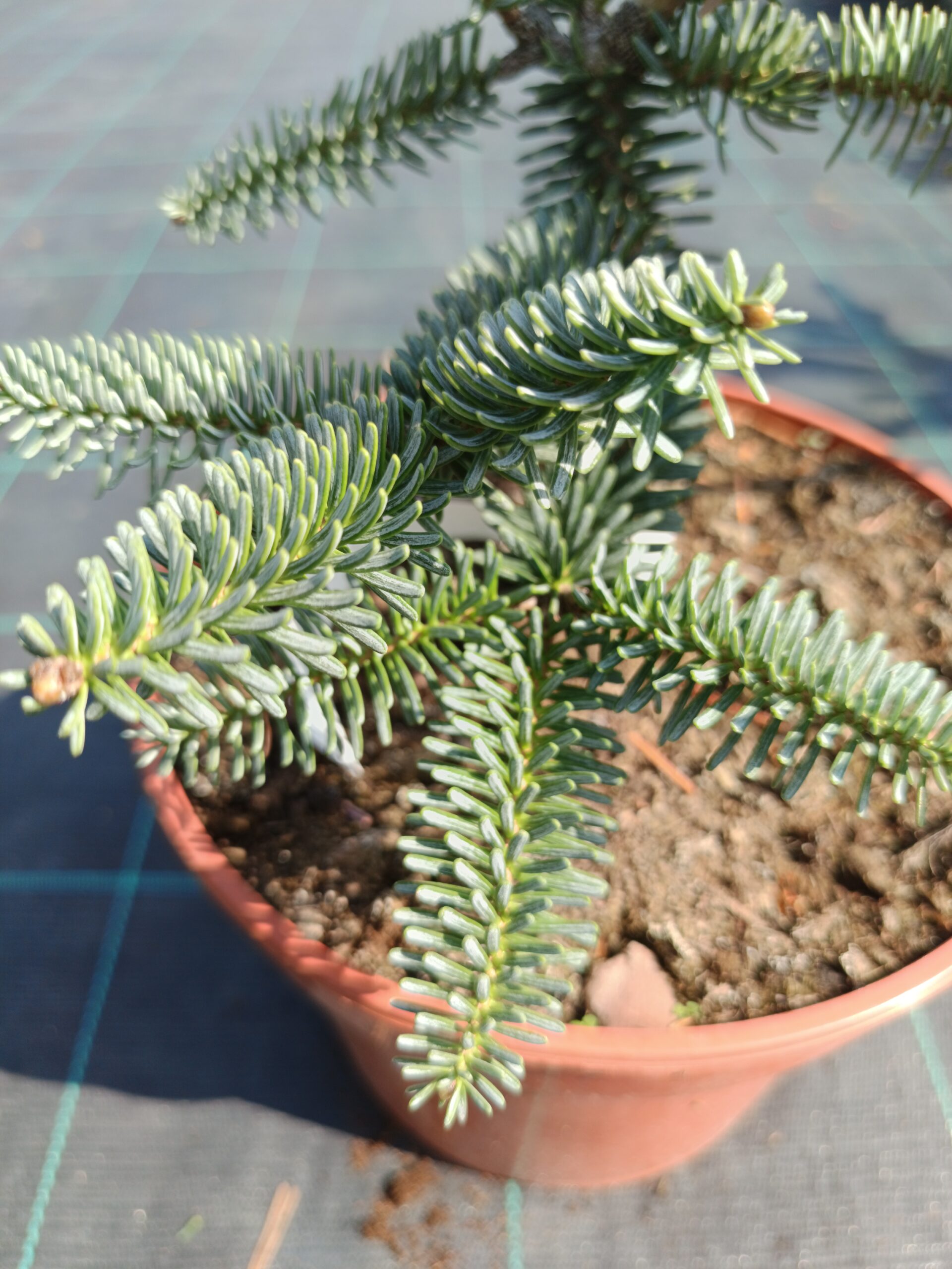 Abies pinsapo 'Kelleris'/ Andalúziai jegenyefenyő - Image 2