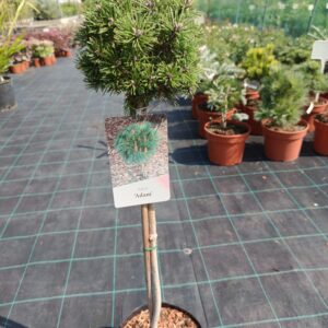 Pinus mugo 'Adam'/ Havasi törpefenyő TÖRZSES