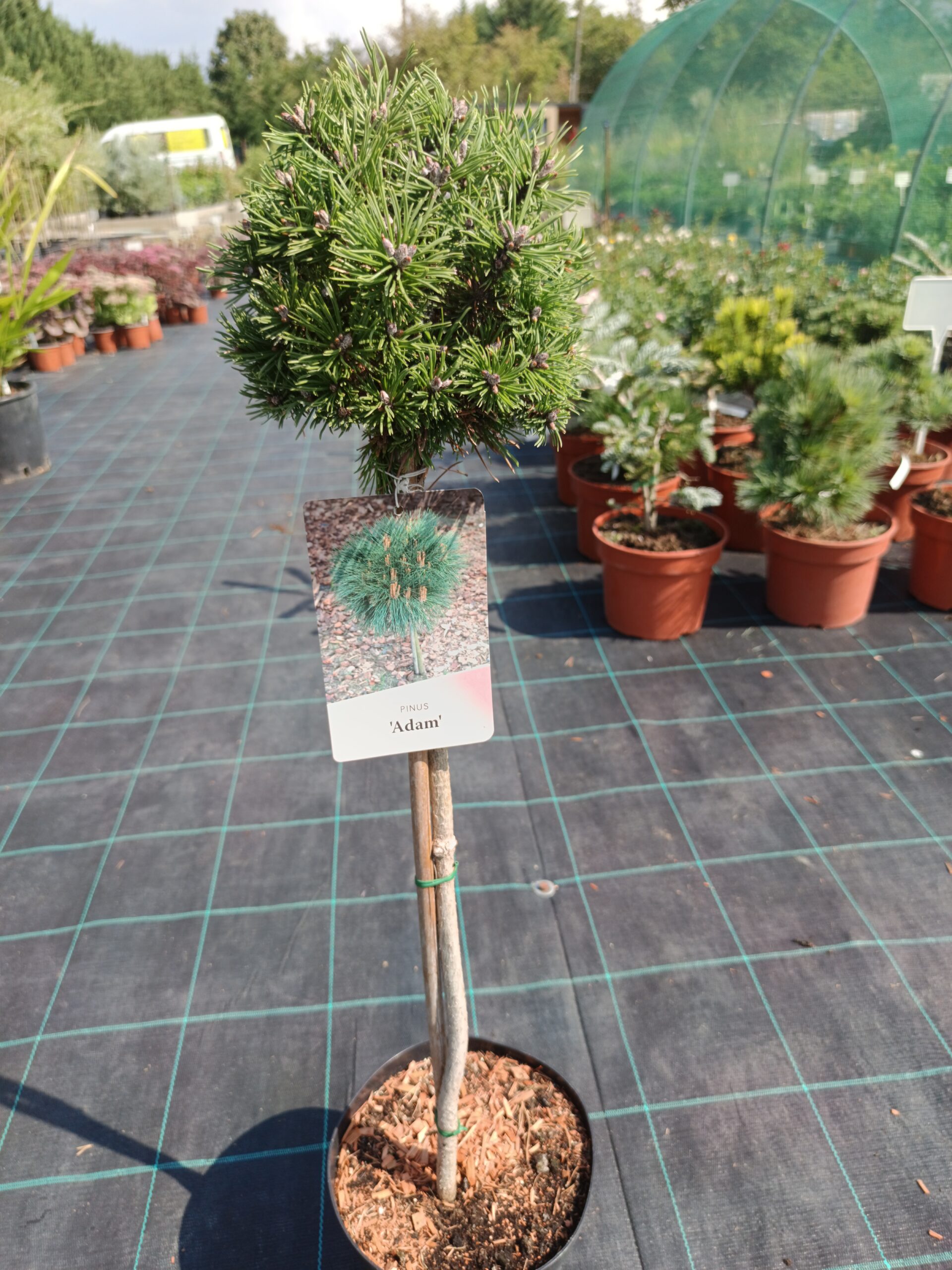 Pinus mugo 'Adam'/ Havasi törpefenyő TÖRZSES