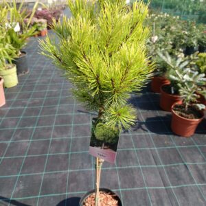 Pinus mugo 'Ophir'/ Havasi törpefenyő TÖRZSES