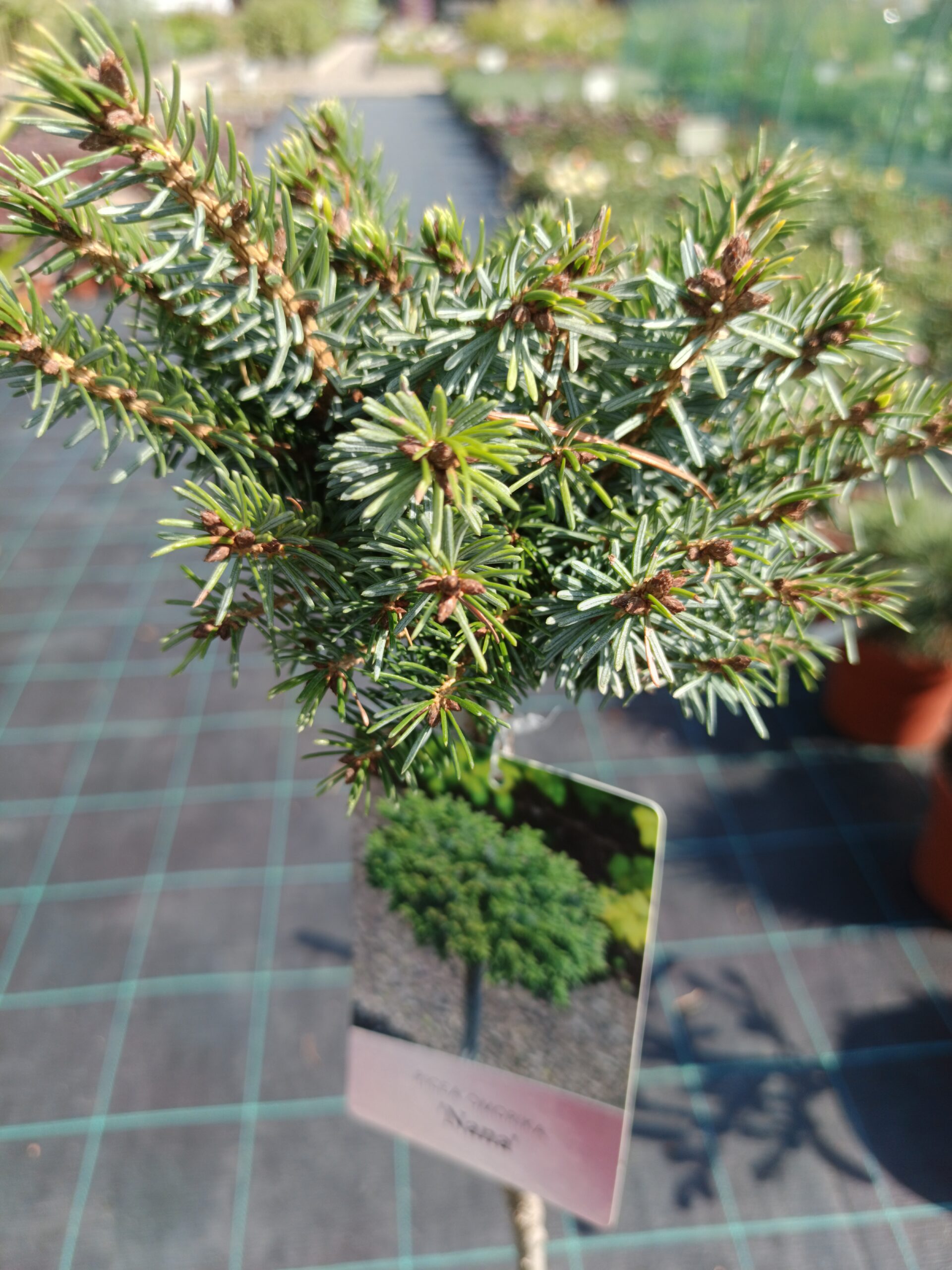 Picea omorika 'Nana'/ Törpe szerb lucfenyő TÖRZSES - Image 2