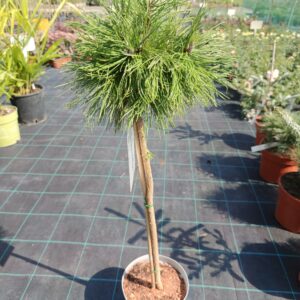 Pinus mugo 'Varella'/ Tűpamacsos havasi törpe fenyő TÖRZSES
