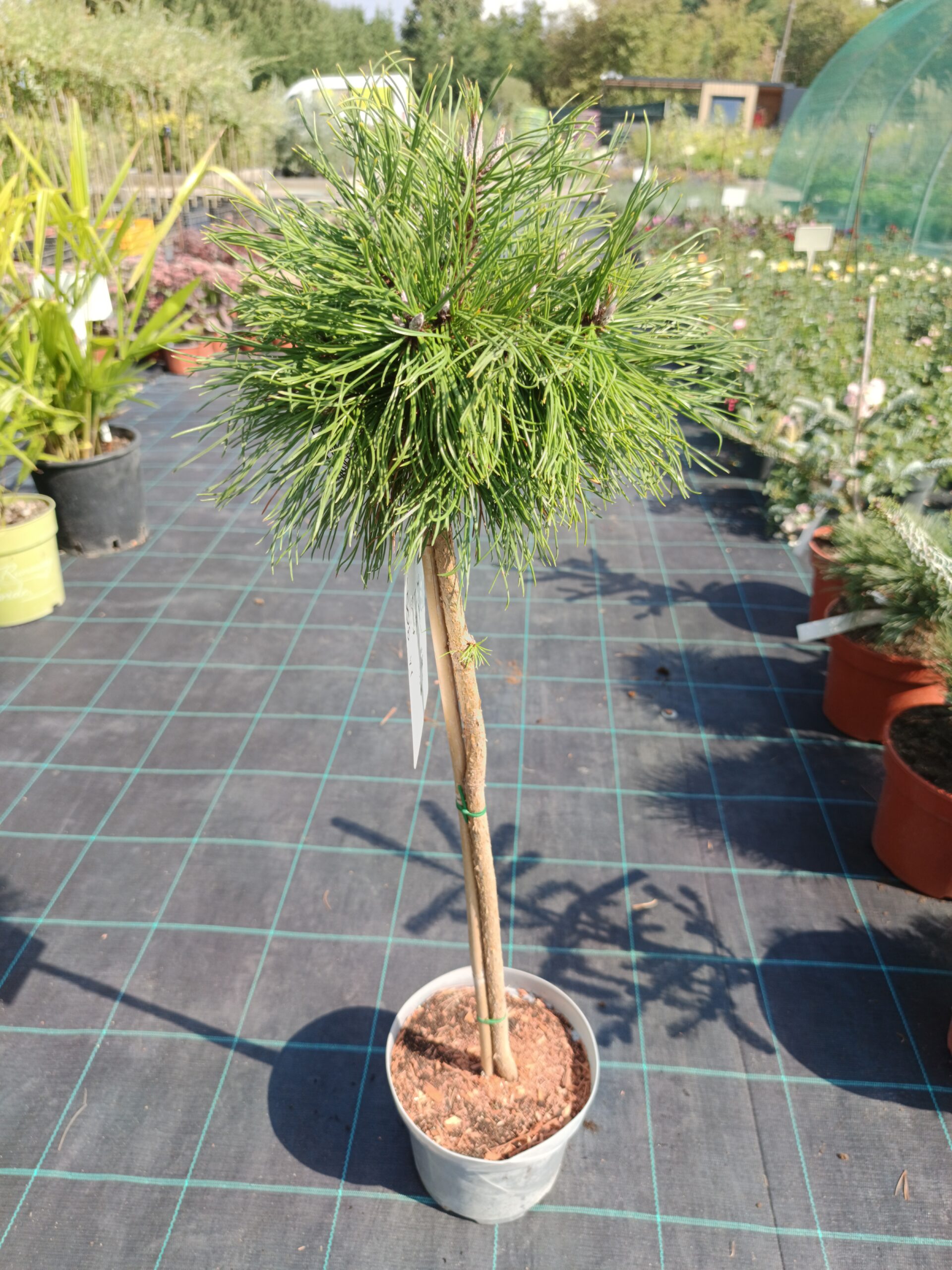 Pinus mugo 'Varella'/ Tűpamacsos havasi törpe fenyő TÖRZSES