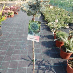 Picea pungens 'Glauca Globosa'/ Törpe gömb ezüstfenyő TÖRZSES