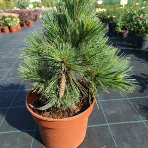 Pinus strobus 'Macopin'/ Törpe simafenyő