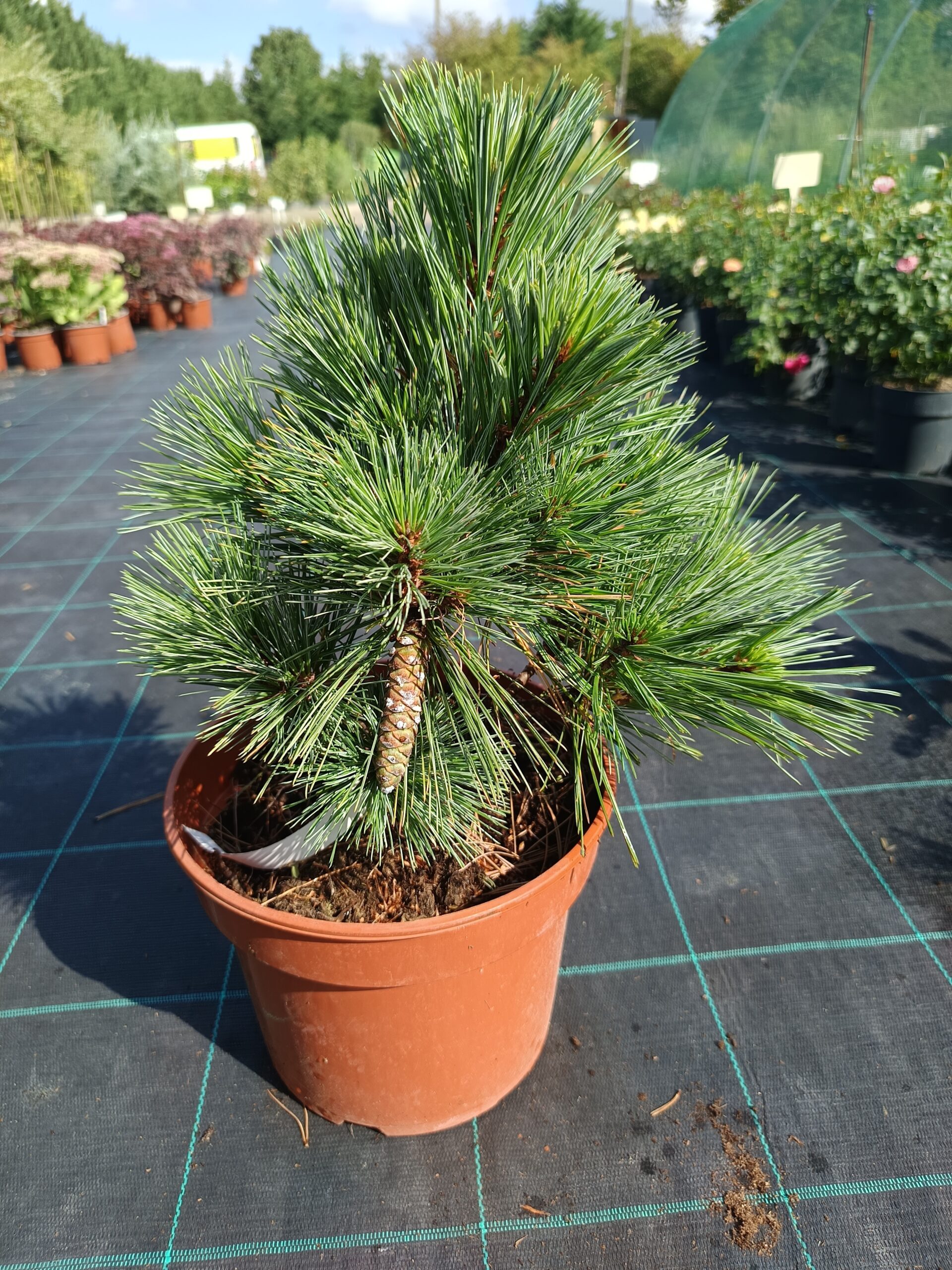 Pinus strobus 'Macopin'/ Törpe simafenyő