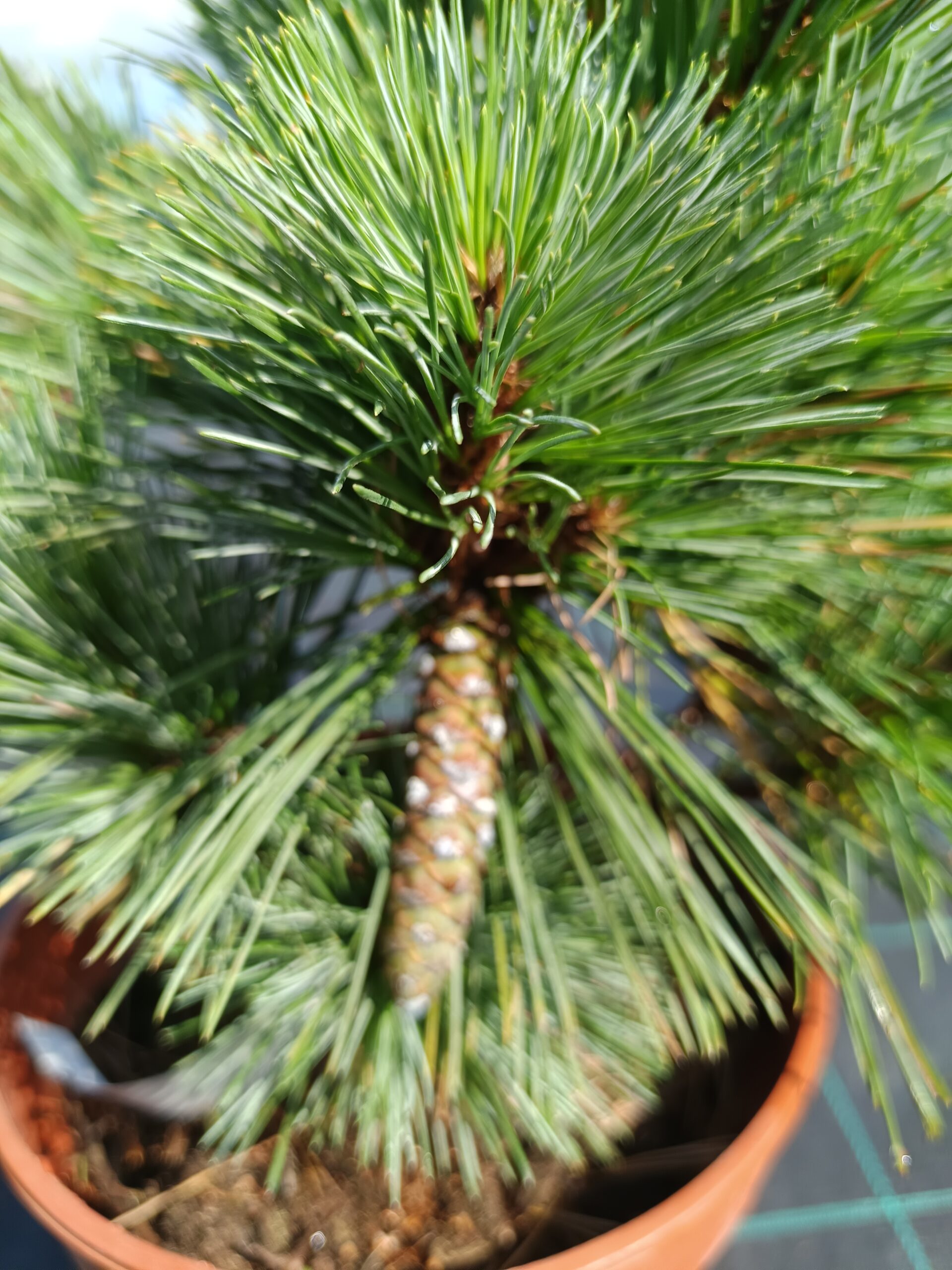 Pinus strobus 'Macopin'/ Törpe simafenyő - Image 2