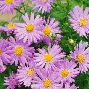 Aster domosus 'Augenweide'/ Törpe őszirózsa