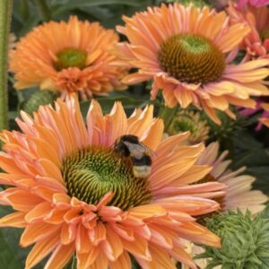Echinacea 'Sunseekers Pumpkin Pie'/ Kasvirág