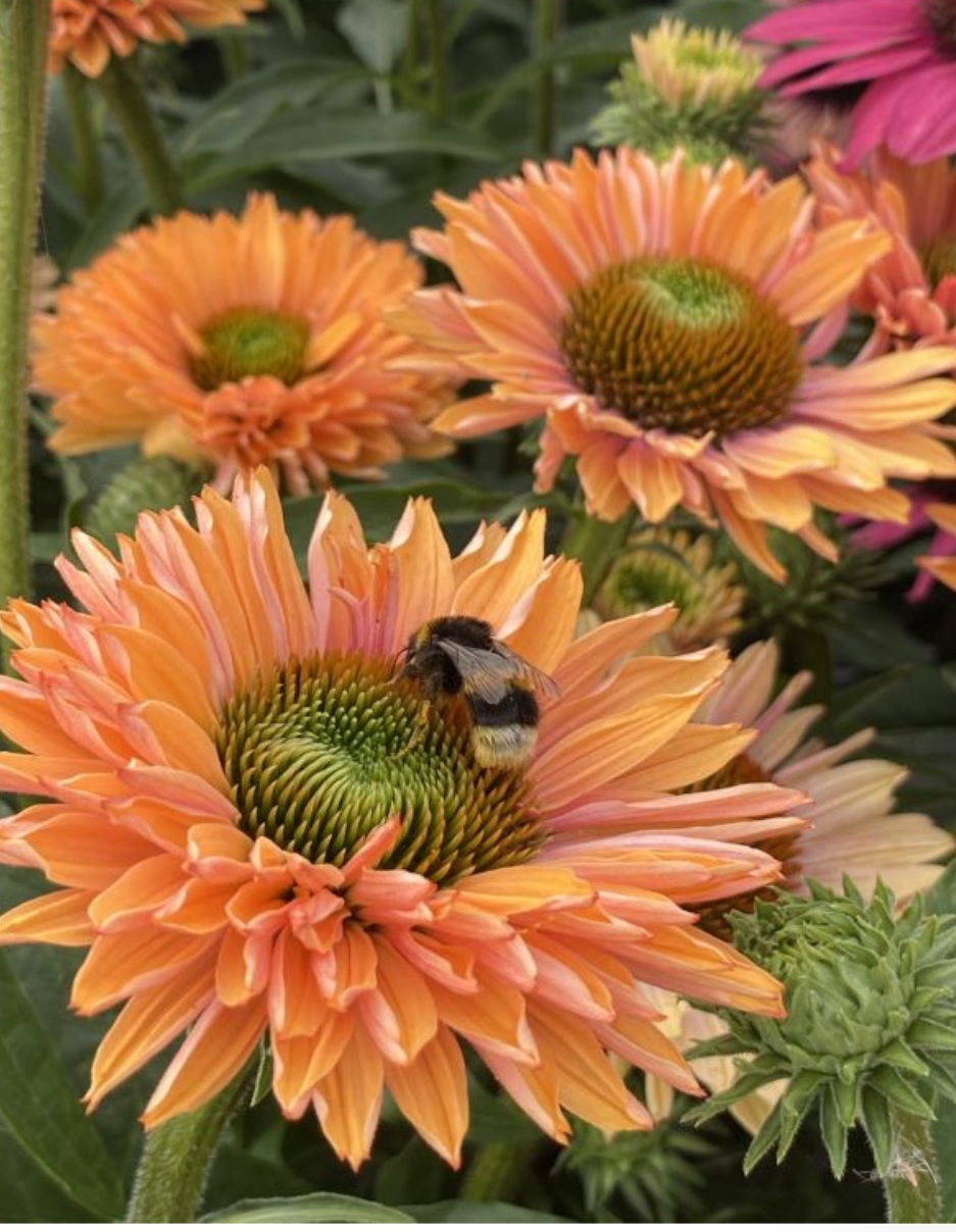Echinacea 'Sunseekers Pumpkin Pie'/ Kasvirág