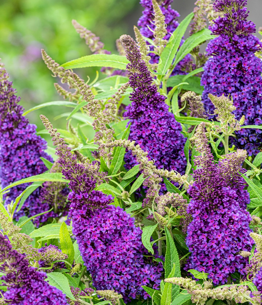 Buddleja 'Butterfly Candy Little Purple'/ Törpe nyári orgona - Image 2
