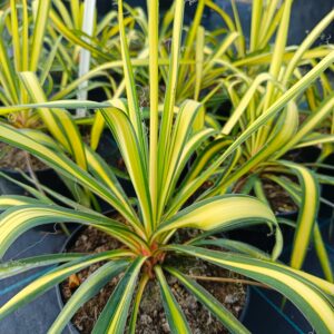 Yucca filamentosa 'Color Guard'/ Csíkos levelű pálmaliliom