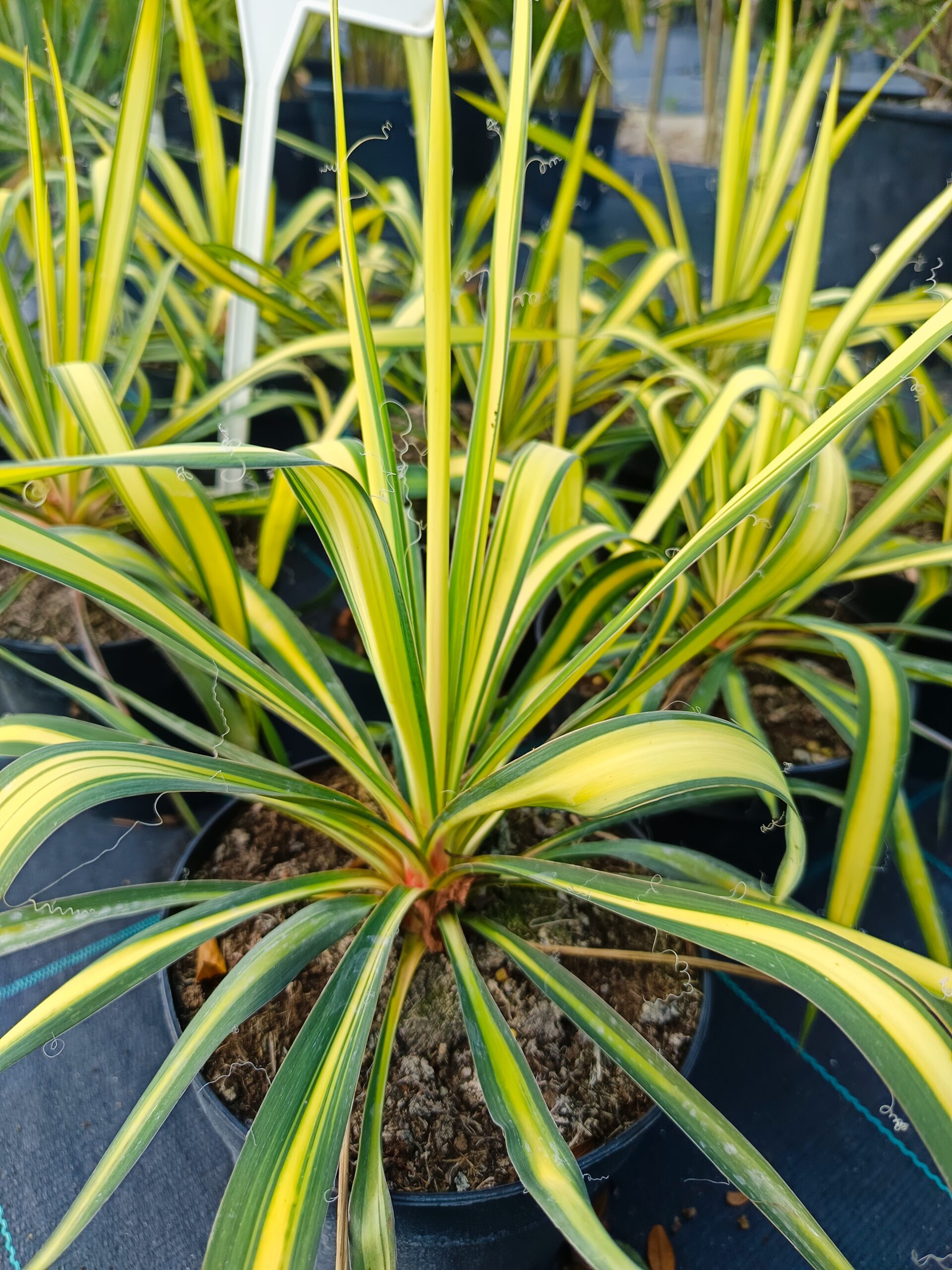 Yucca filamentosa 'Color Guard'/ Csíkos levelű pálmaliliom